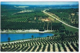 Florida Postcard Citrus Groves &amp; Lakes From Citrus Tower - £1.54 GBP