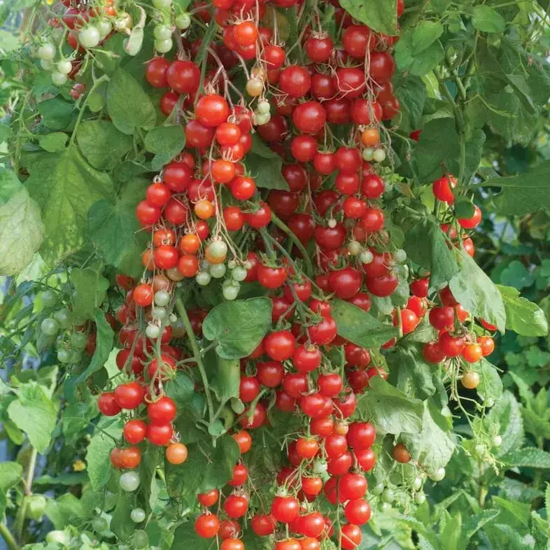 SKMO Sweet Pea Currant Tomato Non Gmo 30 Seeds Bulk Indoor Gardening  - $9.45