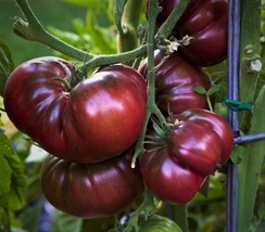 Fresh Seeds Black Krim Black Russian Tomato Seeds 20 - $8.98