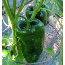 USA SELLER Ancho 101 Hot Peppers Seeds Fast Shipping - $9.80