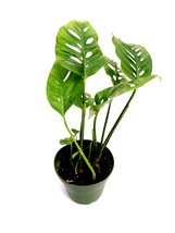 Monstera Swiss Cheese, plant in 4&quot; pot. - living room - houseplant - FREE SHIP - £53.54 GBP