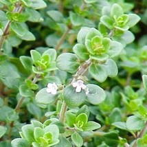 Thyme Seed Gardening USA Shipping - £7.67 GBP