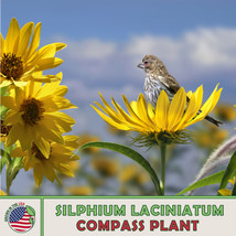 FG 10 Compass Plant Seeds, Silphium laciniatum, Native Wildflower, Genui... - £5.98 GBP