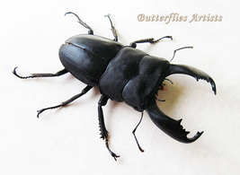 Real Large Stag Beetle Dorcus Titanus Titanus Framed Entomology Shadowbox - $79.99