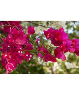 Bougainvillea Flowers Grand Cayman Cayman Islands British West Indies Po... - $66.26 CAD
