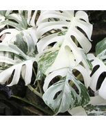 Monstera White Albo Variegated Rare Starter Plant Rooted Cuttings Housep... - $13.99+