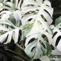 Monstera White Albo Variegated Rare Starter Plant Rooted Cuttings Housep... - $13.99+
