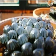 Haworthia obtusa &#39;Crystal&#39; Light Blue Transparent Succulent Plants 5 Seeds - $23.44