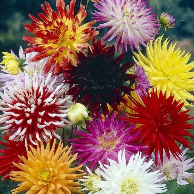 Dahlia Cactus Hybrid Mix 50 Seeds Colorful Fresh Garden - £17.56 GBP