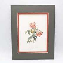 Rose Imprimé Rosa Mundi Par G. D. Ehret - £38.11 GBP