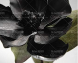 Gaint Magnolia Seeds Flowering Potted Tree Color:Black - $8.99