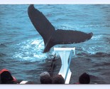 Humpback Whales Beside Cpt John &amp; Son Boat Plymouth MA UNP Chrome Postca... - $5.89