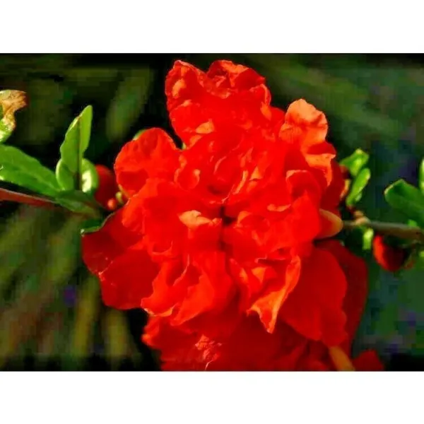 Gosai-Ryu Pomegranate 5 Seeds Punica Granatum &#39; Garden - $10.00