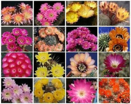 Lobivia variety MIX @J@ cacti rare cactus seed 30 SEEDS - £7.18 GBP