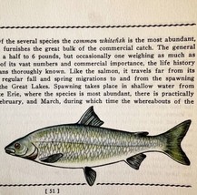 Whitefish 1939 Fresh Water Fish Art Gordon Ertz Color Plate Print PCBG20 - £23.44 GBP