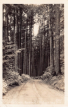 Olympic Peninsula Washington Highway ~1944 Ellis Genuine Postal Photo-
show o... - £8.47 GBP