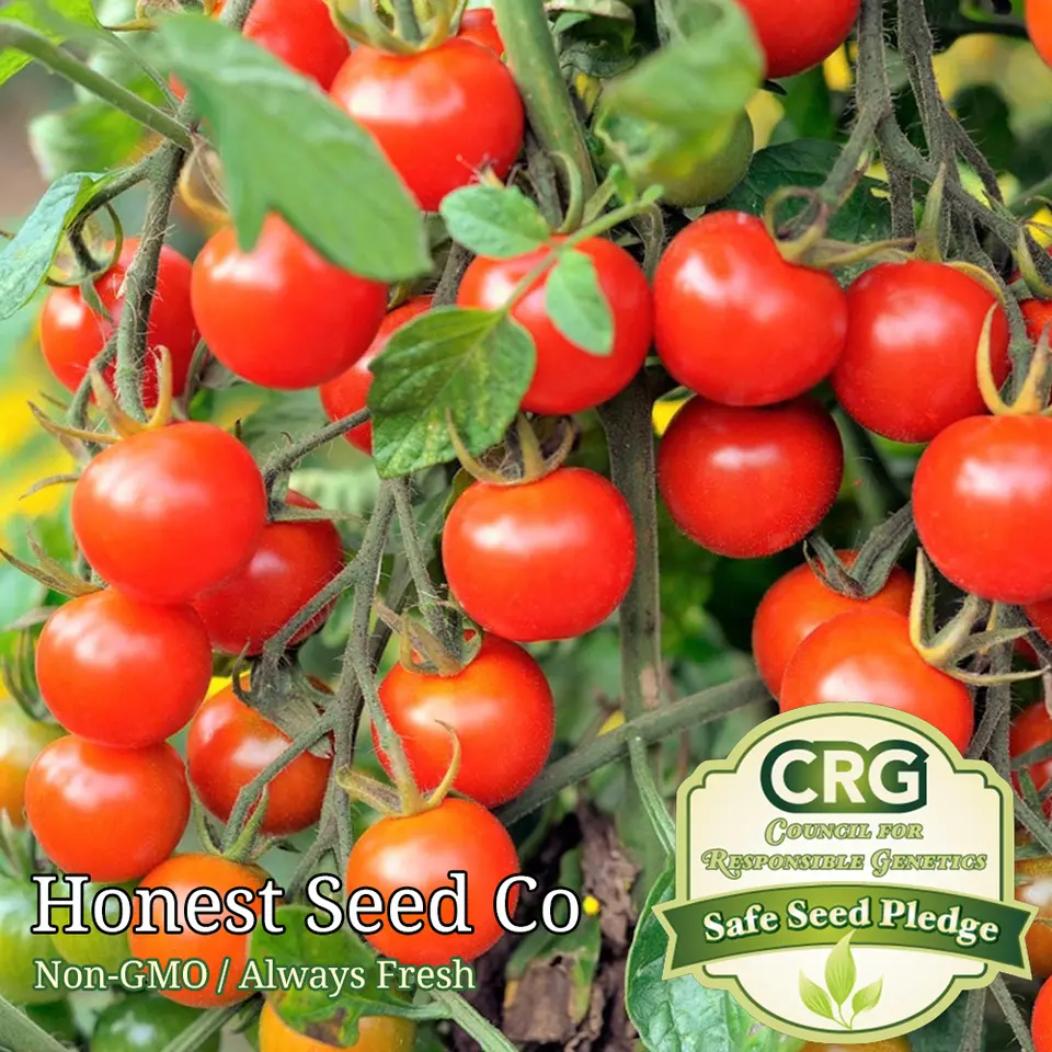 100 Seeds Large Red Cherry Tomato - £7.81 GBP