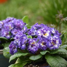 30 Violet Blue Primula Primrose Seeds Perennial Flower Partial Shade - £14.13 GBP