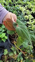 4&quot; Philodendron Micans - Velvet Leaf Bronze Micans Vine. ROOTED LIVE PLANT - £18.38 GBP