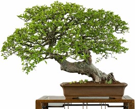 50 Seeds Chinese Elm Bonsai Tree Prized Bonsai Specimen - £14.74 GBP