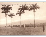 Palm Trees Queens Park Port of Spain Trinidad Davidson &amp; Todd DB Postcar... - $8.86