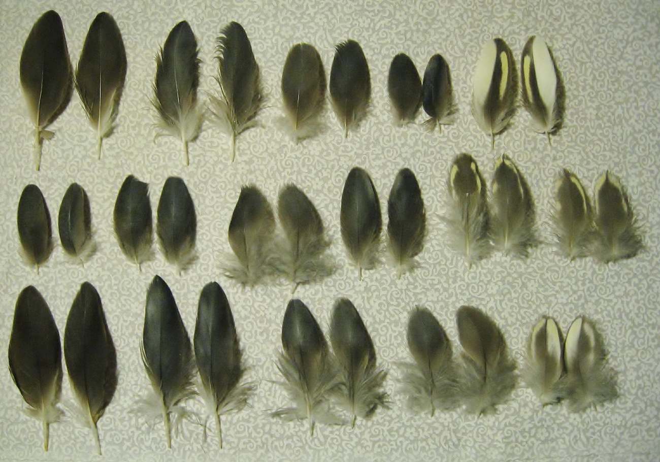 32 Molted Clean Perfect Cockatiel Parrot Feathers Crafts to 1 1/4" 2 3/4" R - $5.00