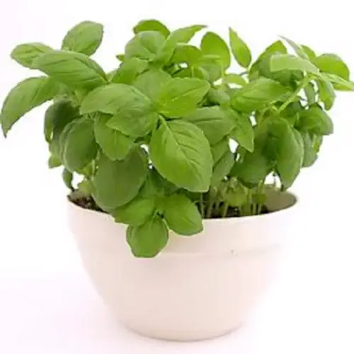 New Fresh Sweet Genovese Basil Ocimum Basilicum Herb Flower 1000 Seeds - £8.99 GBP