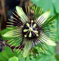 CORKY STEM~~passion flower vine live plant passiflora~~butterfly host plant!!! - £20.78 GBP