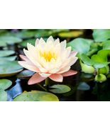 Bare Root Live Garden Plant Outdoor Lily Pads Perennial  - £34.44 GBP
