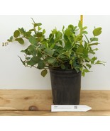 Salal - Gaultheria shallon - Lg Gallon Container - Ground Cover, Erosion... - $44.50+