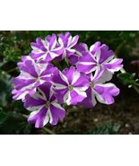 25+ Precision Purple and White Ivy Leaf Geranium Seeds - $6.48