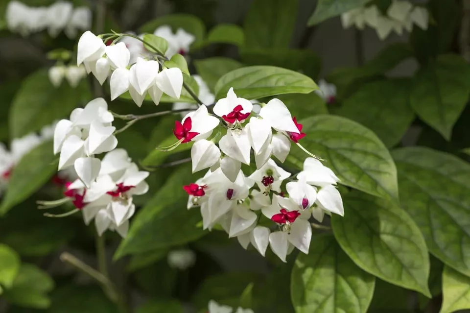 BLEEDING HEART Rooted Starter Plant Clerodendrum thomsonia White&amp;Red Blo... - $40.00