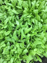 0.5Oz 10,000 A Choy / Aa Cai Seeds Taiwanese Sword Leaf Lettuce Fresh - £7.84 GBP