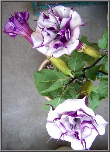 USA Seller FreshDatura Ballerina Purple Seeds 56 Ft Tall Huge Blooms - $15.98