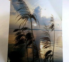 Lake Pampas Reeds grass sunset California USA Postcard vintage 1980&#39;s - $5.45