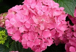 5 Flamingo Hydrangea Seeds Perennial Flowers Flower Garden Seed 1425 Sell - £6.24 GBP