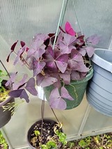 THJAR Oxalis Triangularis Purpurea Plant In A Basket Purple Shamrock - $70.00