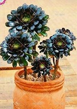 200 Seeds Aeonium Zwartkop Seeds Black Master Succulent Plants Garden Beautiful  - £10.04 GBP