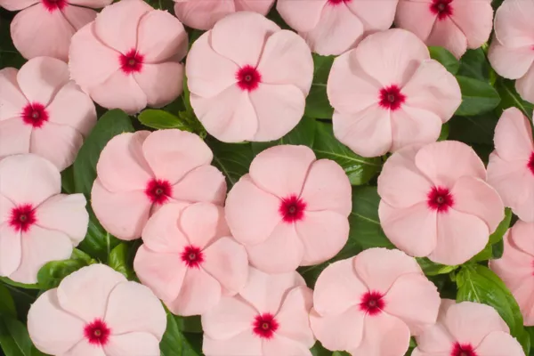 Vinca Seeds 50 Seeds Heatwave Pink Catharanthus Rosea Fresh Garden - $11.50