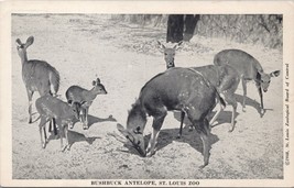 Bushbuck Antelope St. Louis Zoo Postcard PC529 - £3.90 GBP