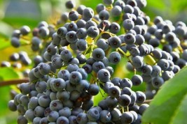 10 Blue Elderberry Seeds Sambucus Caerulea Fresh Gardening USA SELLER - £6.32 GBP