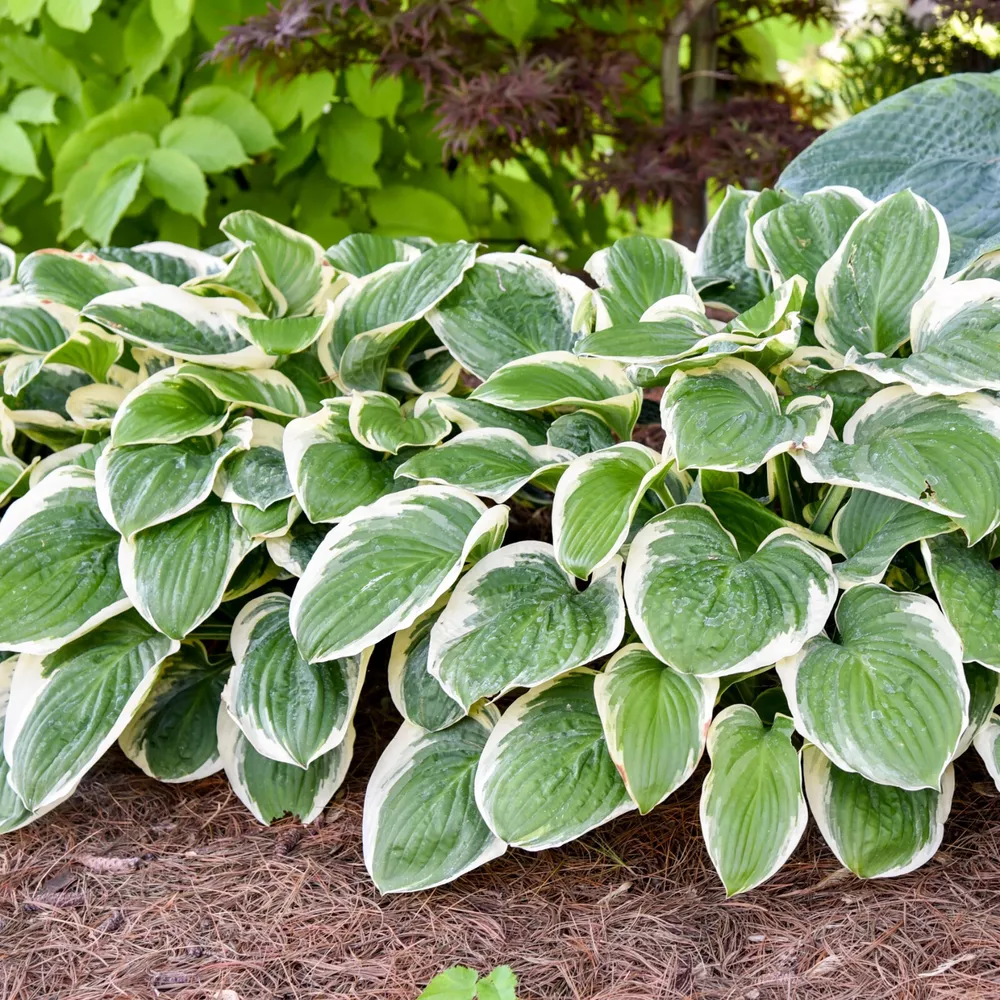 Hosta Royal Wedding Well Rooted 5.25 Inch Pot Hardy Plant - $33.43