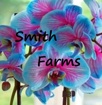 50 Seeds Blue &amp; Pink Orchids Flowers Fresh Usa Seller - £7.84 GBP