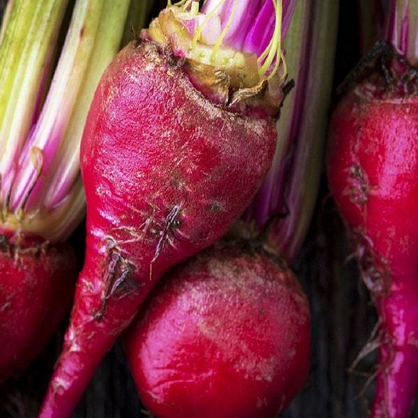Bulls Blood Beet Seeds Fresh Vegetable Seeds Fresh Seeds - $3.00