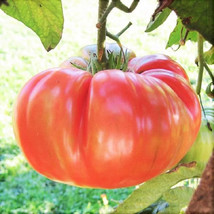 Ponderosa Pink Tomato Seeds Henderson Fresh Fast Shipping - $3.78
