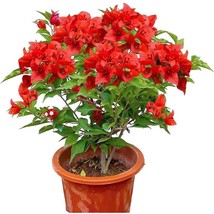 USA SELLER Well Rooted Jamican Red Live Bougainvillea Starter/Plug Plant - $43.98