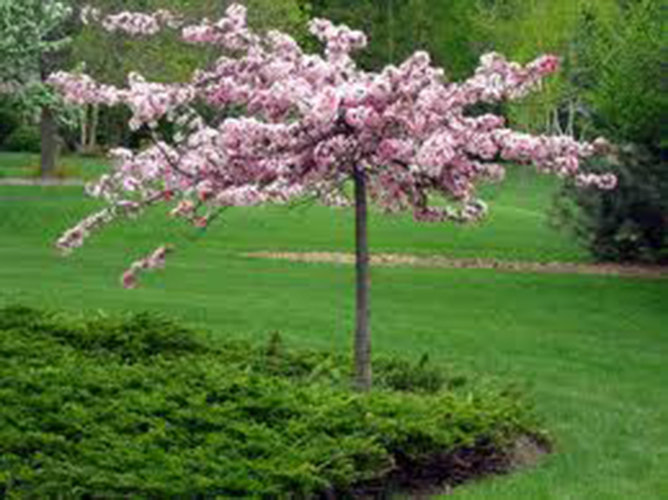 15 Princess Tree Seeds-1068