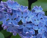 25 Blue Lilac Seeds Tree Fragrant Flowers Flower Perennial Seed   - $6.75