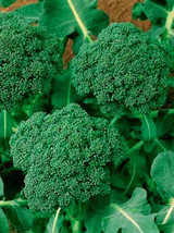 1 Oz Broccoli Seeds Green Sprouting Calabrese Bulk Seeds 9000Ct Fast Shi... - £17.38 GBP