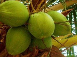 COCONUT (Green) hawaiian plant palm tree Cocos nucifera ready to pot,1 l... - £18.37 GBP